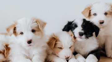 Vet Tech Week - Why we pet puppies!
